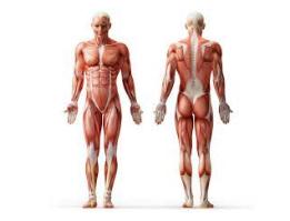 Muscle Chart